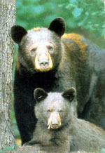 Western black bears often have brown, cinnamon and blonde color phases.